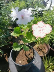  29 اشتال للبيع يتوفر اشتال منوعه وجميله