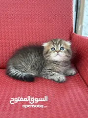  10 هملايا  اكثر من لون ( شاهد الوصف )  (الي مهتم يرن )
