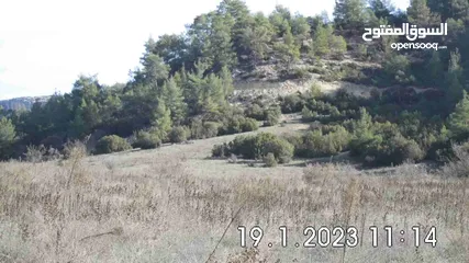  17 Land near DENIZLI, 15,850m², on the edge of a forest, for wine or fruit cultivation, from Owner