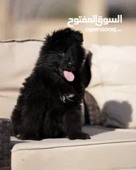  7 اناثي جيرمن بلاك شو لاين لونج هير مستوى عالي جدآ   العمر :- 50 يوم