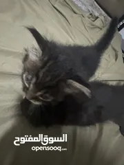  1 قطط ل البيع