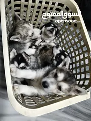  4 هاسكي مبندق العمر اقل من شهرين