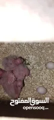  4 جوز كوكتيل البينو تحته فراخ