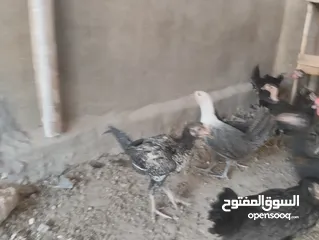  5 فراخ بلدي للبيع