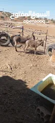  1 حمارات للبيع