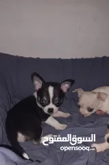  15 Chihuahuas