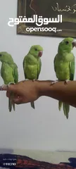 3 طيور ذره الهندي 3 حبات عمر 2شهرين اليف قابل تفاوض بشي بسيط