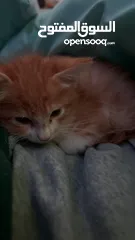  1 Kitten for adoption