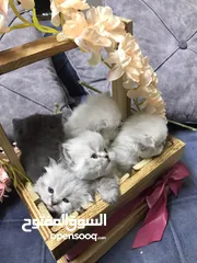  17 قطط شنشيلا مكس هملايا عمر 50 يوم ذكر وانثى في اربد متعود على التر بوكس والداري فود