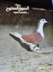  8 بسم الله الرحمن الرحيم   متاح بالصلاة على النبي   مسود قراقطه شامي   مطوق احمر   مطوق اسود   عنابي ا