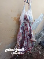  1 لحام متنقل لذبح العقائق والنذر والاضاحي داخل المنازل