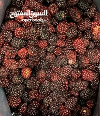  1 توت اسودواحمر