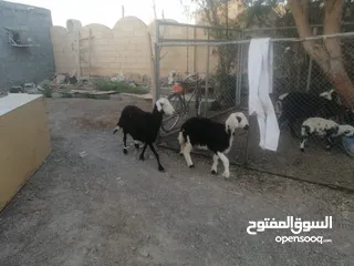  2 للبيع جاعده