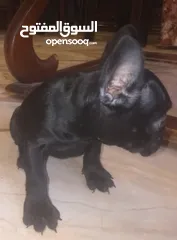  5 french bulldog female black 65 days