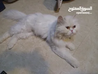  7 قطط للتبني ام وابنها بحاله ممتازه