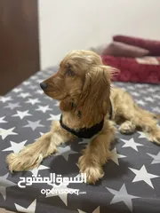 3 American cocker spaniel male puppy 5 months old full vaccination and passport done