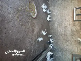  5 طيور حمام هزاز وكرينقوا