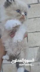  3 ذكر‎ راغدول عمر شهرين