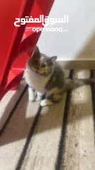  2 قطه شيرازي 5 شهور مع كامل اغراضها لون مميز