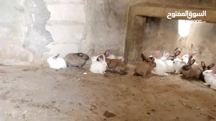  6 ارانب للبيع فرنسي وبلدي
