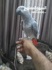  2 كاسكو فرخ  عمرو 9 اشهر  لسة ولا غيار  بحكي 3 كلمات بخربط كلام كتير ونغمات ورنات تلفون  سوبر سوبر