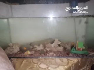  1 حوض سمك للبيع بسعر حرق مع الفرتلر