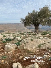  8 14 قطعة أرض في أجمل مناطق كفرنجه في عجلون