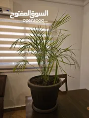  2 Areca Palm for sale