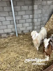  2 للبيع شاه رحبية مع ولدها سخيل