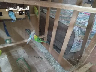  11 طيور الحب نوع البادجي بأحلى الألوان والأصوات