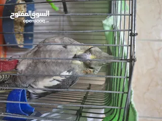  4 ذكر وانثى كوكتيل للبيع