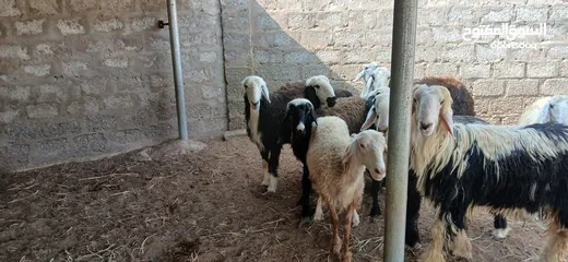  3 جعد نجديات عشرات