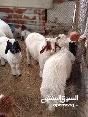  2 غنم للبيع فحله