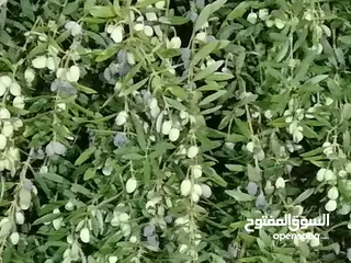  14 مزرعة مع بيت لقطة للبيع