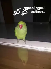  1 ببغاء درارة  هندي كوكو عمر سنة وريكو عمر سنة ونص اليف ولعوب ومدرب وصحتو جيدة جدا ومرح بلعب بالبيت .