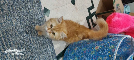  3 Persian Cat  Female big 10ro