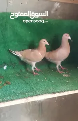  1 ثلاثه جواز شغاله البدل على طيور حب