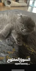  4 Female Scottish fold kitten