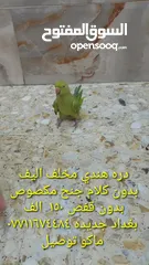  4 اليف دره هندي