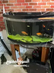  10 حوض سمك كبير + فلتر خارجي + طاوله من الزجاج