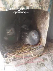  1 جواز بواز 3جواز بسعر حرق