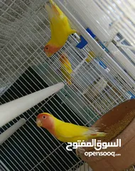  3 جوز روز لاتينو عين حمره