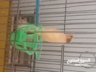  2 جوز كنار شغلات للبدل على ياكريم او روز