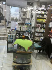 14 ببغاء اللوري رومانسي ولعوب راقص متكلم