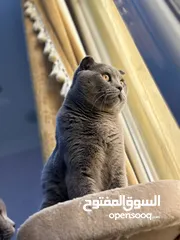  4 قطط سكوتش فولد اصل بدون تهجين