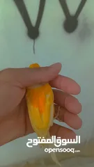  3 فحل ابو فراخ