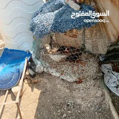  16 فراخ للبيع السلط