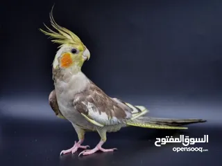  2 كوكتيل أليف آمن على الأطفال قابل للتعلم والكلام عمر صغير اقرأ الوصف