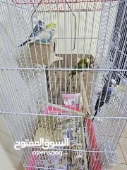  1 Budgie - 3 males 2 females