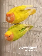  1 Pair of Love birds for sale